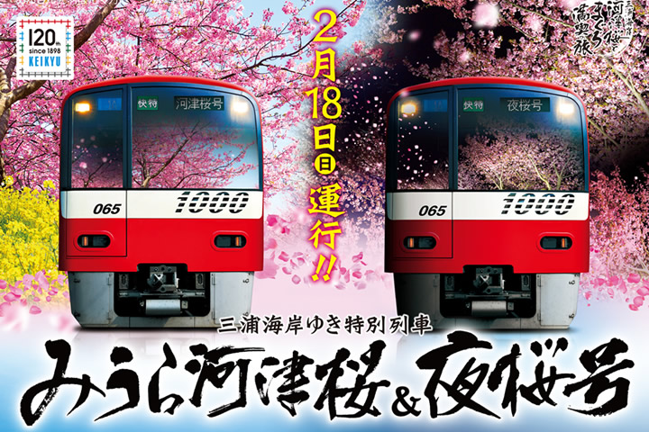 みうら河津桜&夜桜号