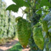 Far Yeast、今年収穫の国産ホップを使った樽熟成ビール発売！