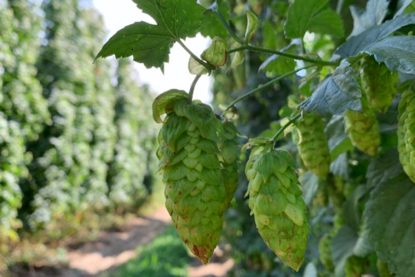 Far Yeast Brewing「Fresh Hop Wild Saison」