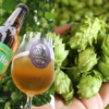 山梨県産ホップ“かいこがね”を使った「FRESH HOP IPA」発売！