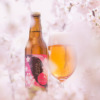 桜で風味付けした限定ビール「サンクトガーレン さくら」発売！