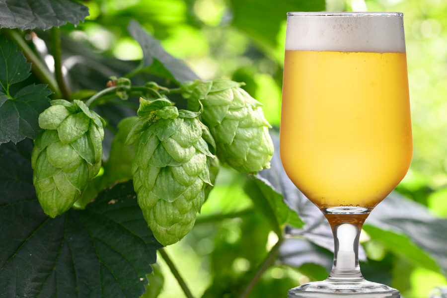 CRAFTBEER JAPAN HOP FEST.2023