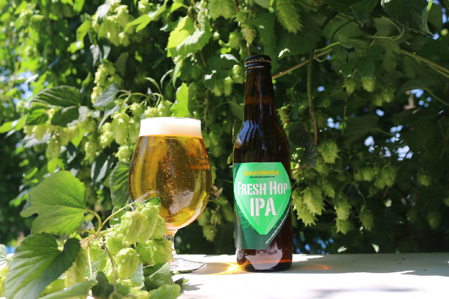 サンクトガーレン「FRESH HOP IPA(フレッシュ ホップ アイピーエー)」